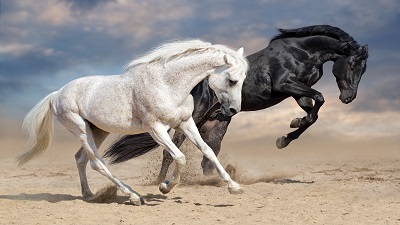 Black Desert Online Horse Skills